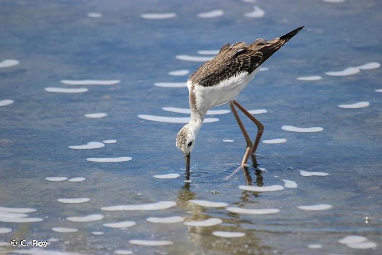 <i>Himantopus himantopus</i> (Linnaeus, 1758) © C. Roy