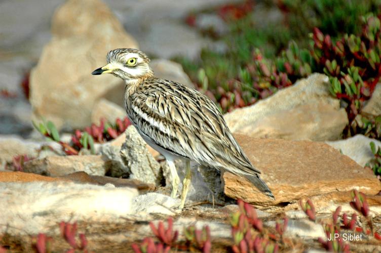 <i>Burhinus oedicnemus</i> (Linnaeus, 1758) © J.P. Siblet