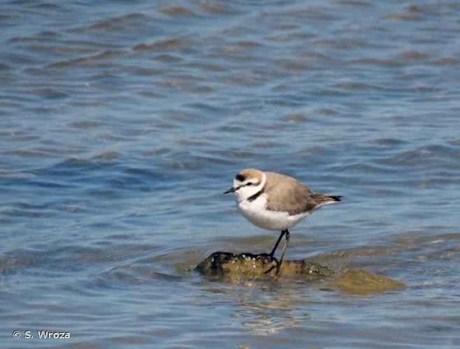 <i>Charadrius alexandrinus</i> Linnaeus, 1758 © S. Wroza