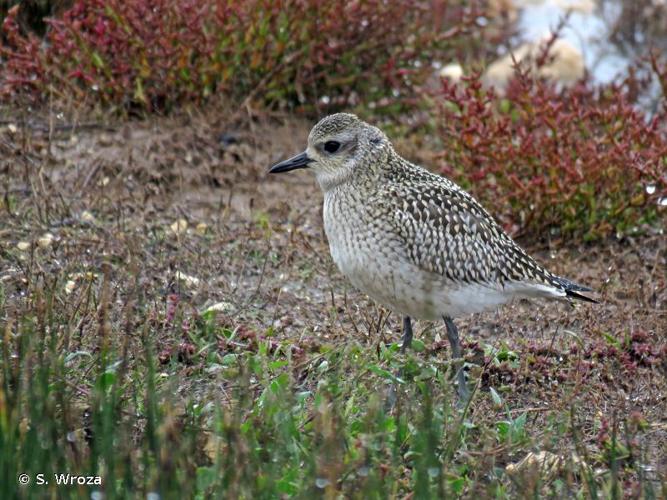 <i>Pluvialis squatarola</i> (Linnaeus, 1758) © S. Wroza