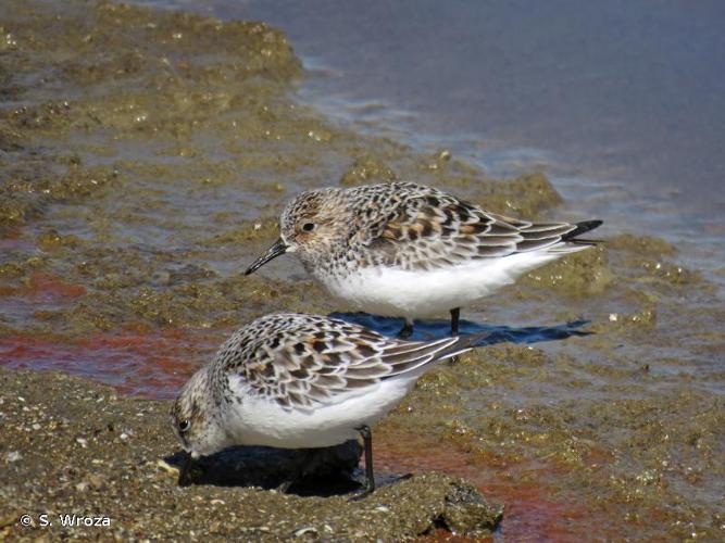 <i>Calidris alba</i> (Pallas, 1764) © S. Wroza