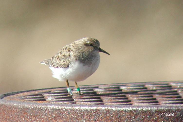 <i>Calidris temminckii</i> (Leisler, 1812) © J.P. Siblet