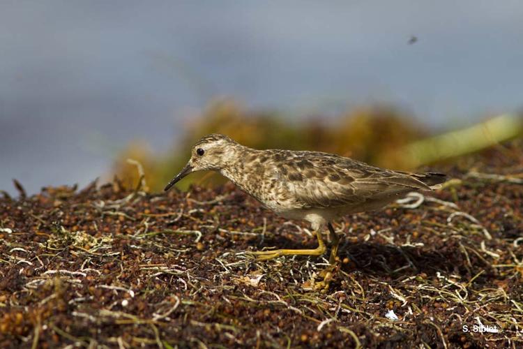 <i>Calidris minutilla</i> (Vieillot, 1819) © S. Siblet