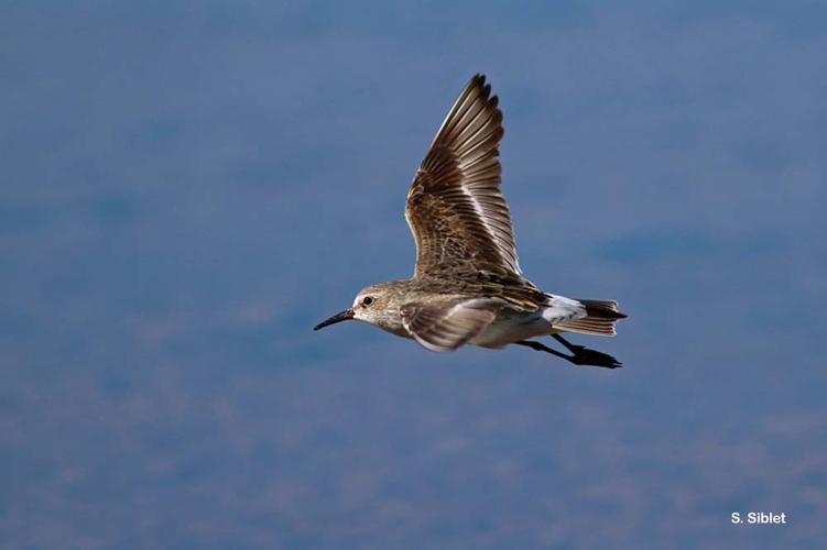 <i>Calidris fuscicollis</i> (Vieillot, 1819) © S. Siblet