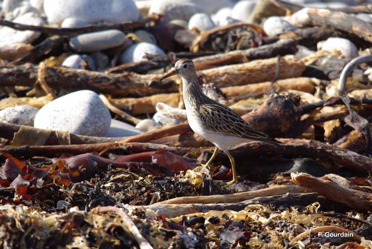 <i>Calidris melanotos</i> (Vieillot, 1819) © P. Gourdain