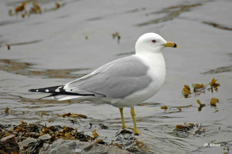 <i>Larus delawarensis</i> Ord, 1815 © J.P. Siblet