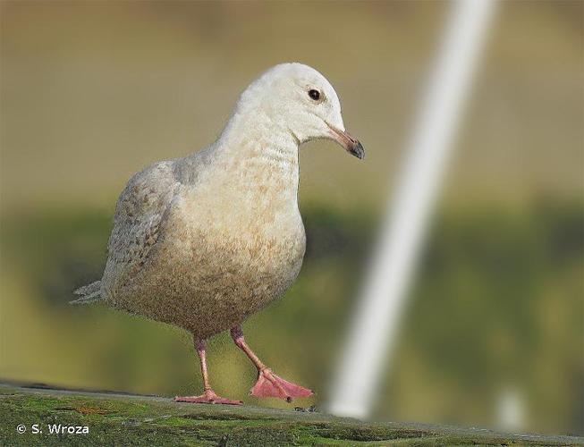 <i>Larus glaucoides</i> Meyer, 1822 © S. Wroza