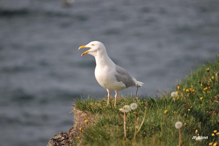 <i>Larus hyperboreus</i> Gunnerus, 1767 © J.P. Siblet