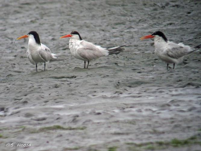 <i>Thalasseus elegans</i> (Gambel, 1849) © S. Wroza