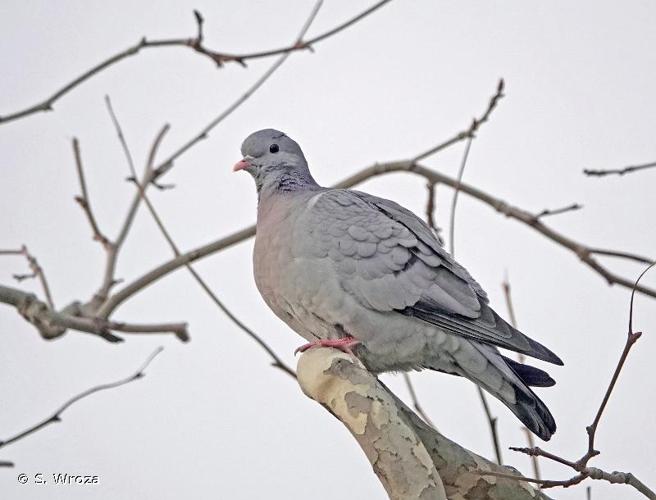 <i>Columba oenas</i> Linnaeus, 1758 © S. Wroza