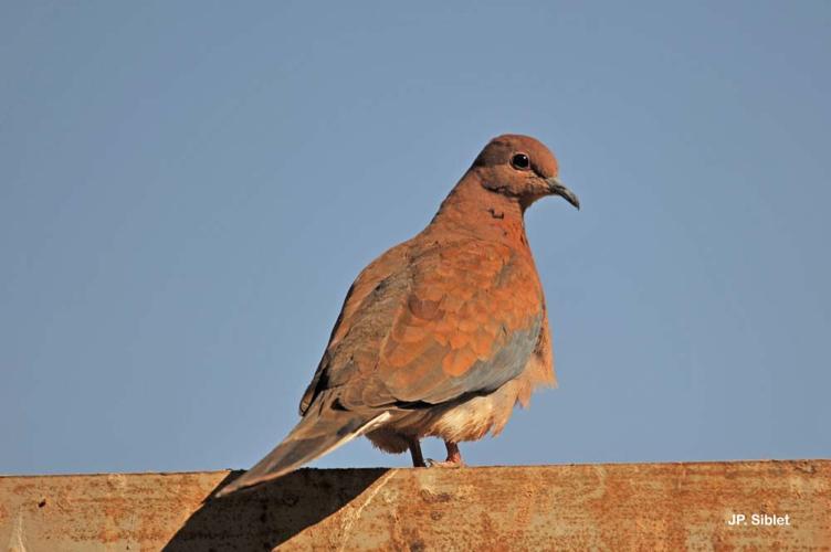 <i>Streptopelia senegalensis</i> (Linnaeus, 1766) © J.P. Siblet