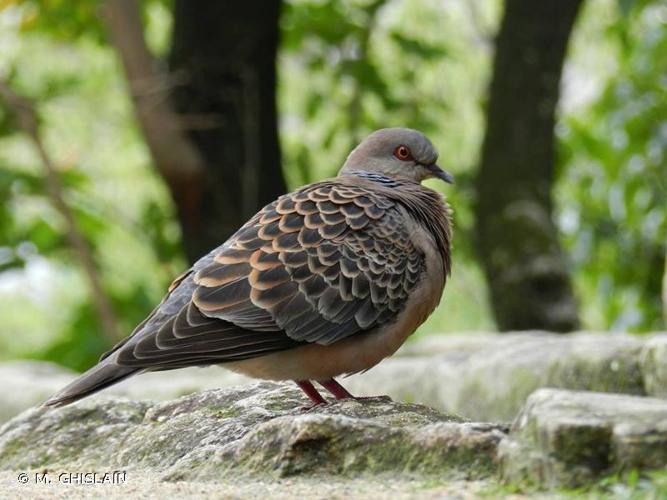 <i>Streptopelia orientalis</i> (Latham, 1790) © M. GHISLAIN