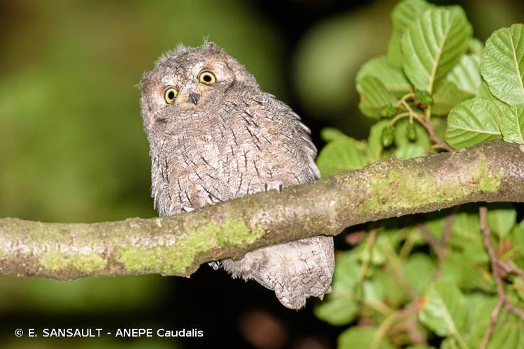 <i>Otus scops</i> (Linnaeus, 1758) © E. SANSAULT - ANEPE Caudalis