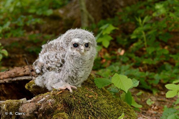 <i>Strix aluco</i> Linnaeus, 1758 © R. Clerc