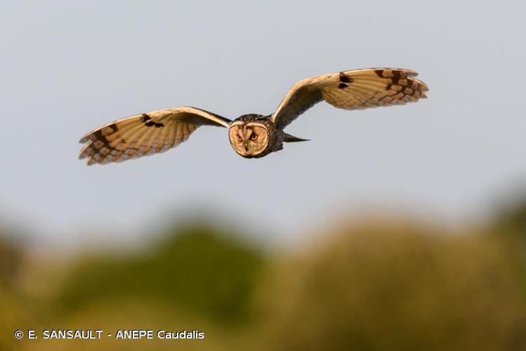 <i>Asio otus</i> (Linnaeus, 1758) © E. SANSAULT - ANEPE Caudalis