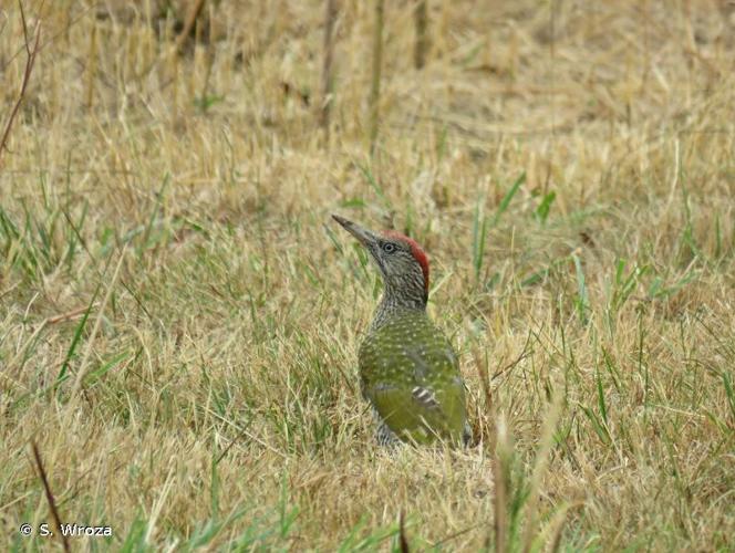 <i>Picus viridis</i> Linnaeus, 1758 © S. Wroza