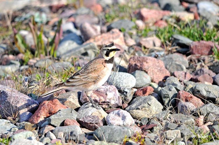 <i>Eremophila alpestris</i> (Linnaeus, 1758) © J.P. Siblet