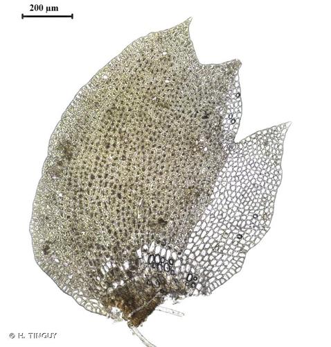 <i>Tritomaria exsectiformis</i> (Breidl.) Schiffn. ex Loeske, 1909 © H. TINGUY