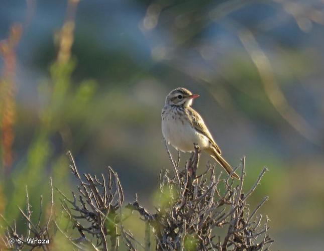 <i>Anthus campestris</i> (Linnaeus, 1758) © S. Wroza