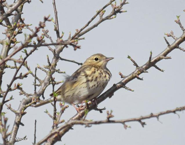 <i>Anthus trivialis</i> (Linnaeus, 1758) © S. Wroza