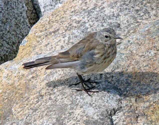 <i>Anthus spinoletta</i> (Linnaeus, 1758) © S. Wroza