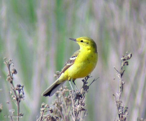 <i>Motacilla flava flavissima</i> (Blyth, 1834) © S. Wroza