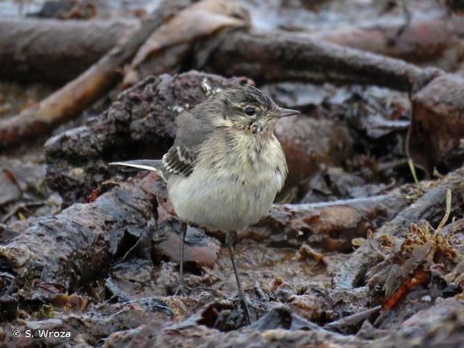 <i>Motacilla flava thunbergi</i> Billeberg, 1829 © S. Wroza