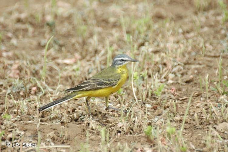 <i>Motacilla flava beema</i> (Sykes, 1832) © J.P. Siblet