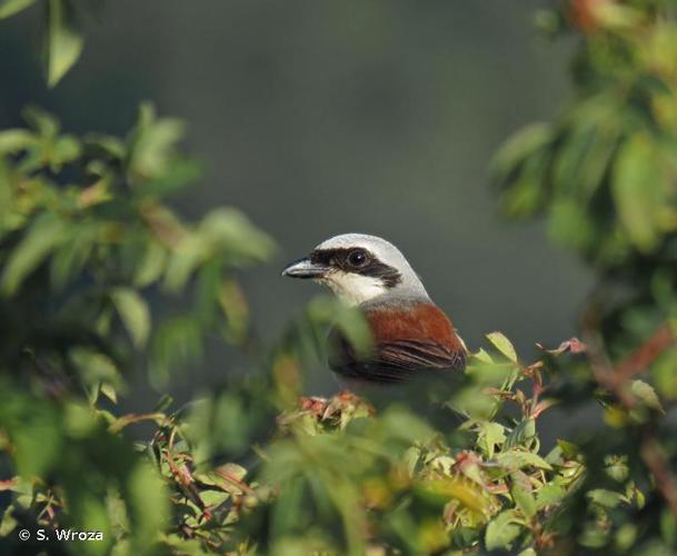 <i>Lanius collurio</i> Linnaeus, 1758 © S. Wroza