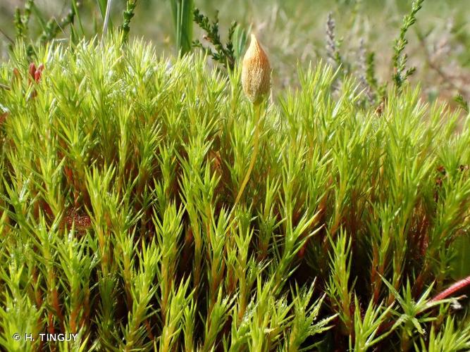 <i>Polytrichum strictum</i> Menzies ex Brid., 1801 © H. TINGUY