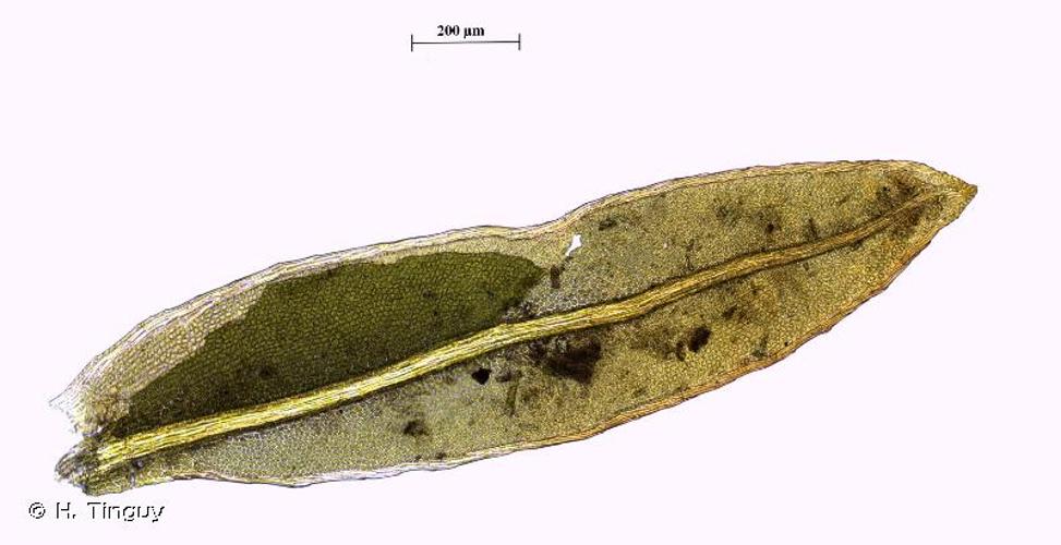 <i>Fissidens crassipes</i> Wilson ex Bruch & Schimp., 1849 © H. Tinguy