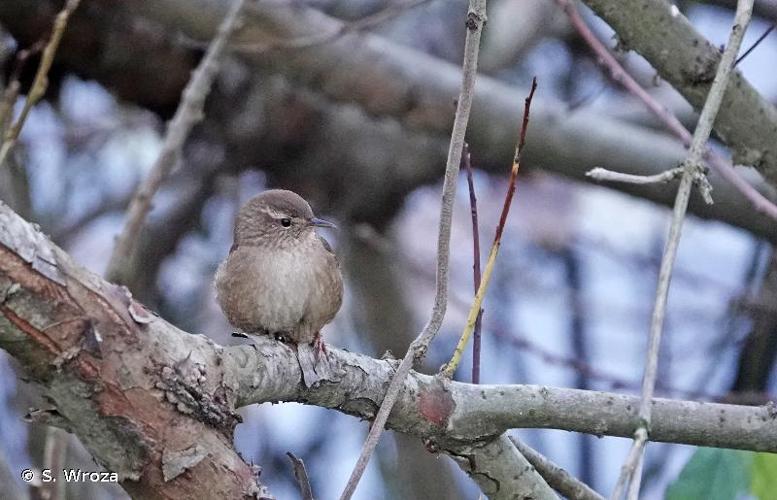 <i>Troglodytes troglodytes</i> (Linnaeus, 1758) © S. Wroza