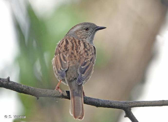 <i>Prunella modularis</i> (Linnaeus, 1758) © S. Wroza