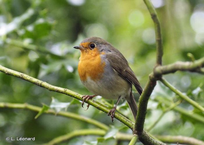 <i>Erithacus rubecula</i> (Linnaeus, 1758) © L. Léonard