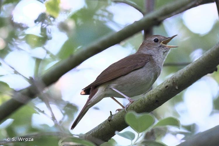 <i>Luscinia megarhynchos</i> C. L. Brehm, 1831 © S. Wroza