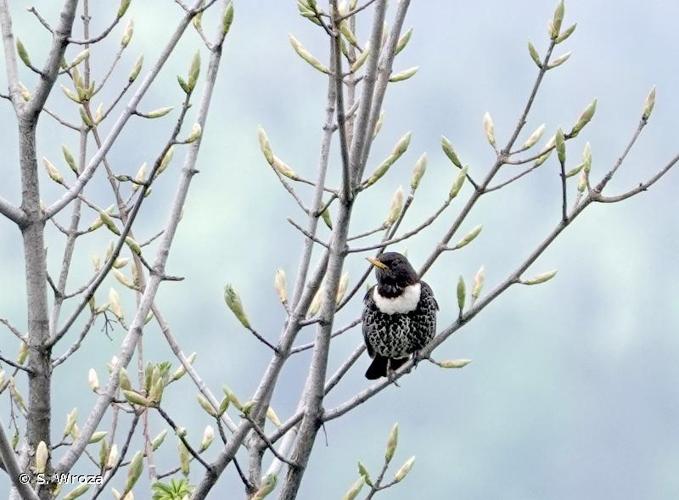 <i>Turdus torquatus alpestris</i> (Brehm, 1831) © S. Wroza