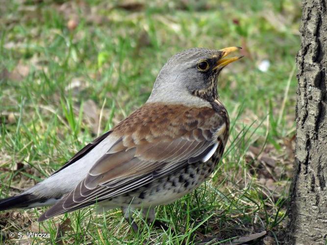 <i>Turdus pilaris</i> Linnaeus, 1758 © S. Wroza