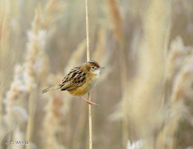 <i>Cisticola juncidis</i> (Rafinesque, 1810) © S. Wroza