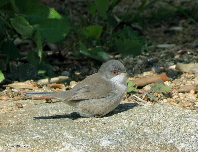 <i>Sylvia melanocephala</i> (Gmelin, 1789) © S. Wroza