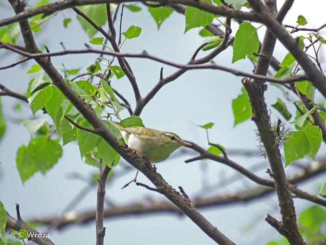 <i>Phylloscopus borealis</i> (Blasius, 1858) © S. Wroza