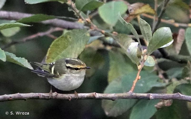 <i>Phylloscopus proregulus</i> (Pallas, 1811) © S. Wroza