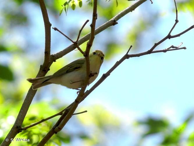 <i>Phylloscopus sibilatrix</i> (Bechstein, 1793) © S. Wroza