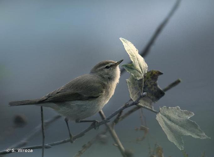 <i>Phylloscopus collybita tristis</i> Blyth, 1843 © S. Wroza