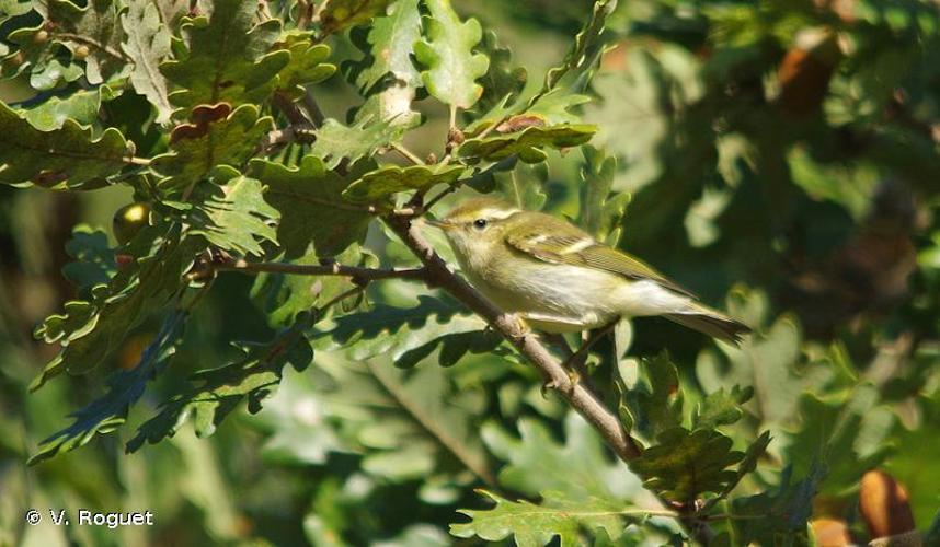 <i>Phylloscopus inornatus</i> (Blyth, 1842) © V. Roguet