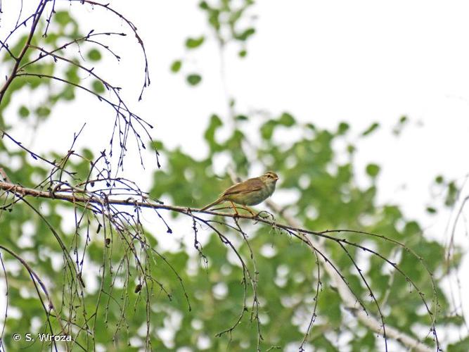 <i>Phylloscopus schwarzi</i> (Radde, 1863) © S. Wroza