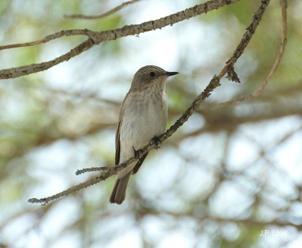 <i>Muscicapa striata</i> (Pallas, 1764) © J.P. Siblet