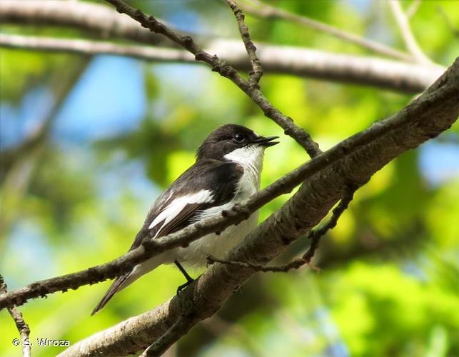 <i>Ficedula hypoleuca</i> (Pallas, 1764) © S. Wroza