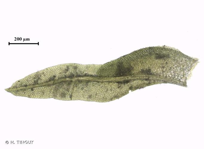 <i>Fissidens exilis</i> Hedw., 1801 © H. TINGUY