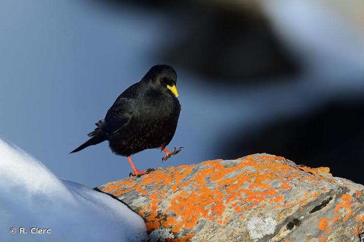 <i>Pyrrhocorax graculus</i> (Linnaeus, 1766) © R. Clerc