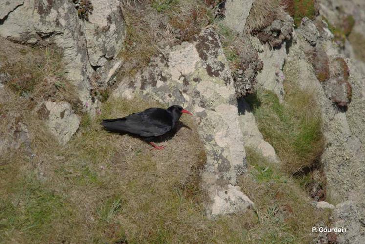 <i>Pyrrhocorax pyrrhocorax</i> (Linnaeus, 1758) © P. Gourdain